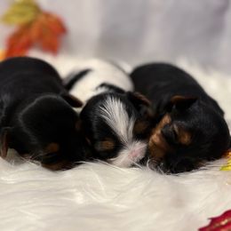 Girl 1 - Parti female Yorkshire Terrier puppy in Riverbank, California from Yorkie_Wonderland and Stud Services