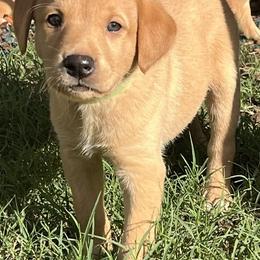 Green collar male - Yellow male Labrador Retriever puppy in Stokesdale, North Carolina from Belews Creek Gundogs