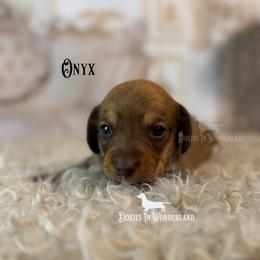 Onxy - Red male Dachshund puppy in Rainier, Oregon from Doxies in Wonderland