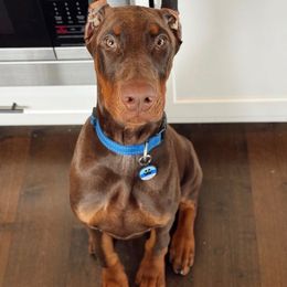 Doberman Pinscher puppies from Aaliyah’s Dobies