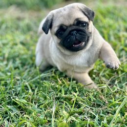 Pink female - Fawn female Pug puppy in Baylis, Illinois from Cameo's Pugs
