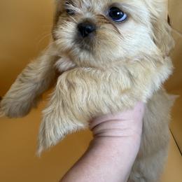 Shih Tzu puppies from L&L Euro Boxers and Small Town Shih Tzus