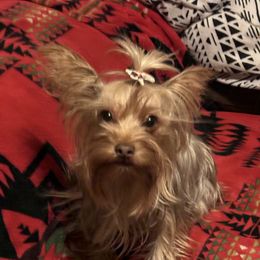 Bambi - Yorkshire Terrier