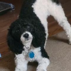Poodles from Jillian's Poodles