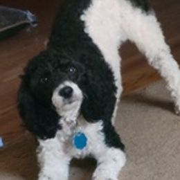 Poodles from Jillian's Poodles