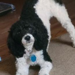 Poodles from Jillian's Poodles