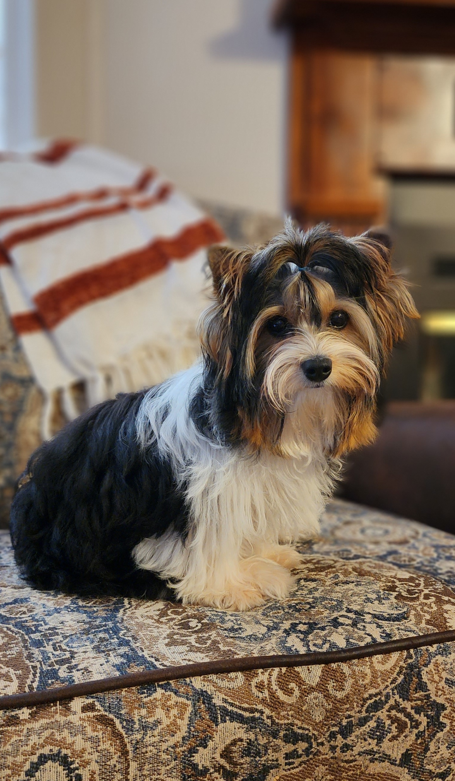 Beau - Biewer Terrier