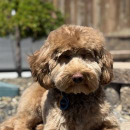 Waffles - Goldendoodle