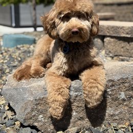 Waffles - Goldendoodle