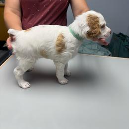 Mint - White and orange male Brittany puppy in Greenville, Michigan from Royal Reign Brittany’s