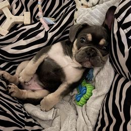 French Bulldogs from G.O.A.T Frenchies