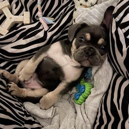 French Bulldogs from G.O.A.T Frenchies