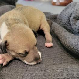 Girl 1 - Red female Italian Greyhound puppy in Monticello, Florida from Lebeck Acres