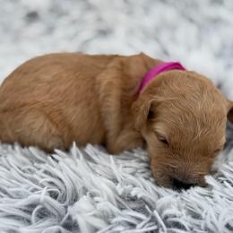 Sierra - Apricot female Goldendoodle puppy in Ambrose, Georgia from Brandilyn's Aussies
