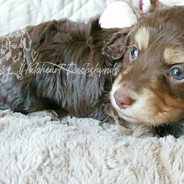 Dachshund Puppies from Haloheart Dachshunds