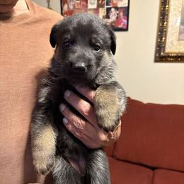 Girl Pink - Black and red female German Shepherd puppy in San Antonio, Texas from Alamo Canine 210