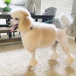 Chowder  - Poodle