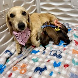 Sandy - Dachshund