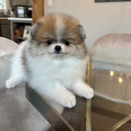 Pomeranian Puppies from Eelan’s Poms