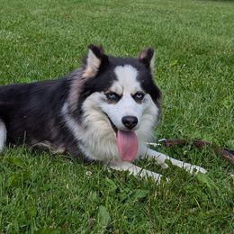 Myles - Black and white male Pomsky puppy in Charlotte, Michigan from Moore Pomskies