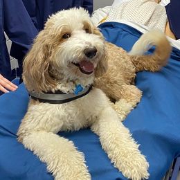 Sully - Bordoodle