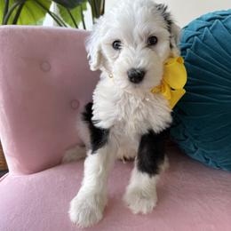 Gentle Soul - Yellow collar - Black and white male Sheepadoodle puppy in Camden, North Carolina from Luv My Doodle