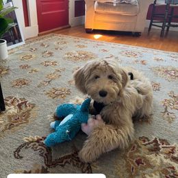 Bernedoodle and Goldendoodle Puppies from Lyon and Luna Goldendoodles Bernedoodles