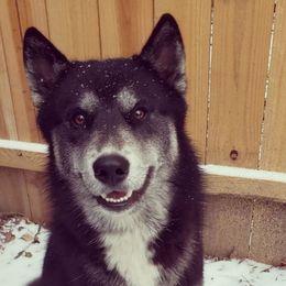 Thunder - Siberian Husky
