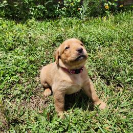 Labrador Retriever Puppies from Rebecca Barkelew