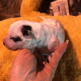L64-05 - Blue male Australian Cattle Dog puppy in Sheridan, Oregon from 6pk Cattledogs