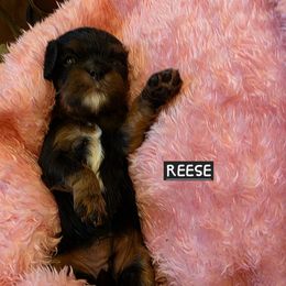 REESE - Black and tan female Cavalier King Charles Spaniel puppy in Lehi, Utah from Angels and Nobility Cavaliers