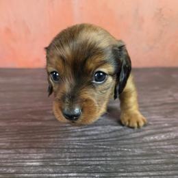 Boy 1 - Red male Dachshund puppy in Fallon, Nevada from Butterbean Dachshunds