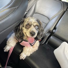 Cockapoo puppies from Puppie Poos 4 U