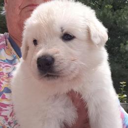Boy 1 - male German Shepherd puppy in Cleveland, Tennessee from Ocoee Valley German Shepherd Dogs