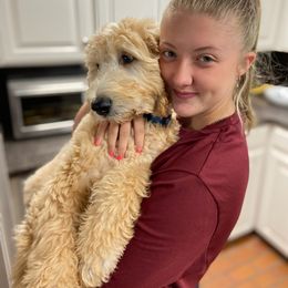 Goldendoodle Puppies from Soule Buddies