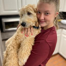 Goldendoodle Puppies from Soule Buddies