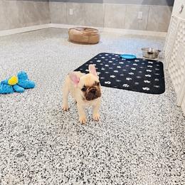 Brunson - Fawn male French Bulldog puppy in Campbell Hall, New York from Charlie’s Frenchies