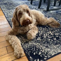 Betty - Australian Labradoodle