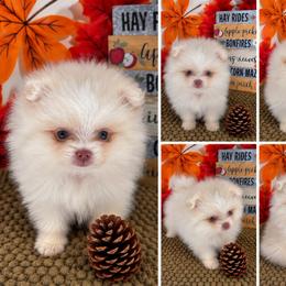 AKC June - Teddy bear - Cream female Pomeranian puppy in Byron, Georgia from Tracys Pom Palace