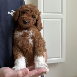 Goldendoodle Puppies from Ankeny Doodles