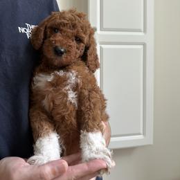 Goldendoodle Puppies from Ankeny Doodles