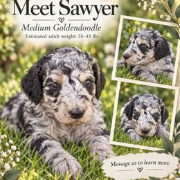 Sawyer - Merle male Goldendoodle puppy in Millville, California from Hope Lane Kennels