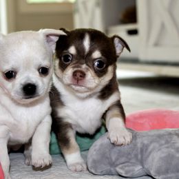 Chihuahua puppies from Brooks Grove Canines LLC