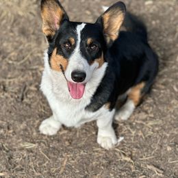 Brew - Cardigan Welsh Corgi