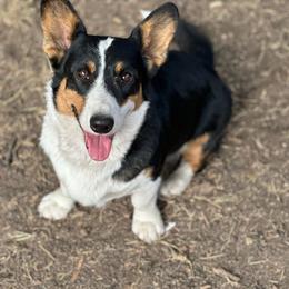 Brew - Cardigan Welsh Corgi