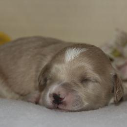 Australian Shepherd, Goldendoodle, and Poodle Puppies from 5AFarms