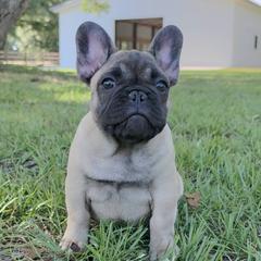 French Bulldog puppies from Reds Frenchies