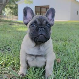 French Bulldog puppies from Reds Frenchies