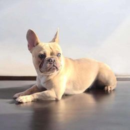 Penny - French Bulldog