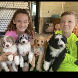 Aussiedoodles, Goldendoodles, and Golden Retrievers from Tails of Cypress
